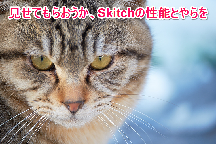 Skitchcat